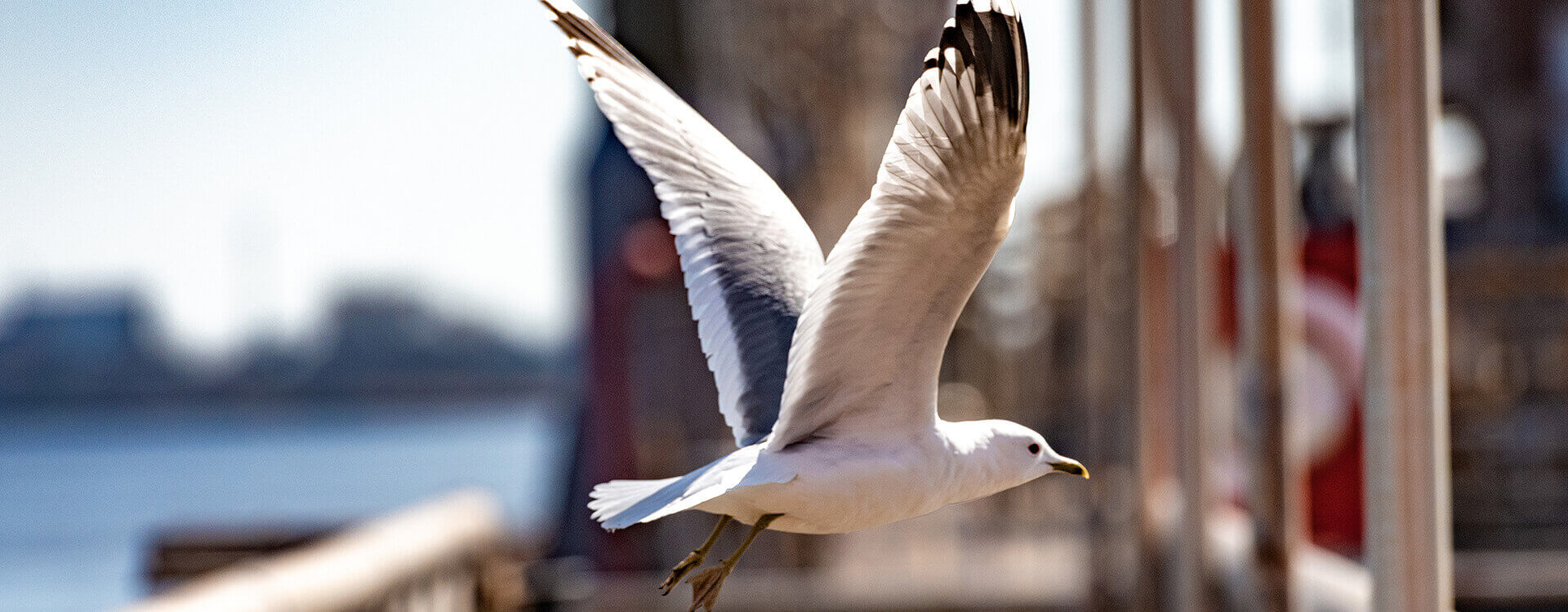 Seagull